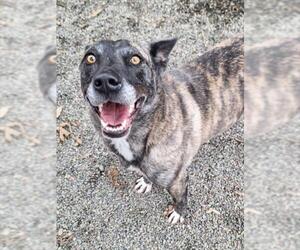 German Shepherd Dog-Unknown Mix Dogs for adoption in Woodland, CA, USA