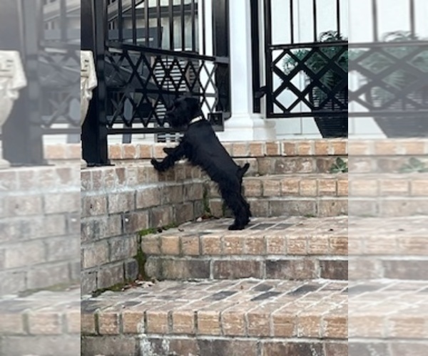 Medium Photo #5 Schnauzer (Miniature) Puppy For Sale in SOMERVILLE, AL, USA