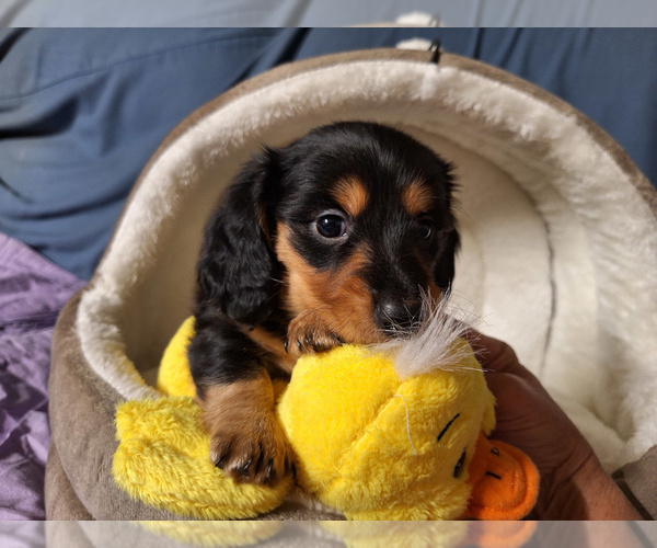 Medium Photo #1 Dachshund Puppy For Sale in BRISTOL, TN, USA