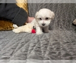 Small #1 Maltese
