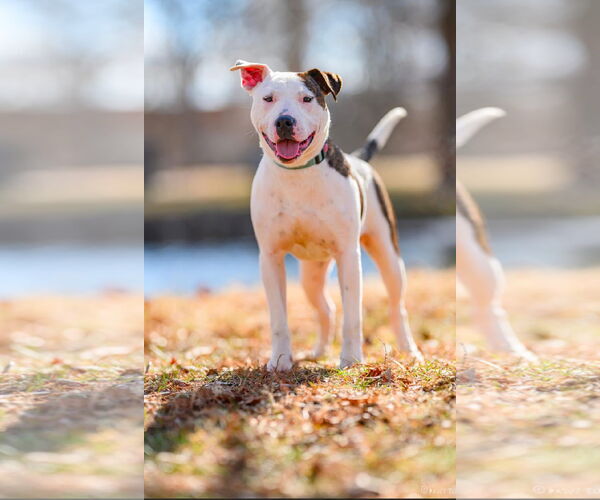 Medium Photo #11 American Pit Bull Terrier-Unknown Mix Puppy For Sale in Germantown, OH, USA