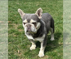 Father of the French Bulldog puppies born on 06/30/2025