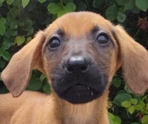 German Shepherd Dog-Rhodesian Ridgeback Mix Puppy for sale in HOLDEN, MO, USA