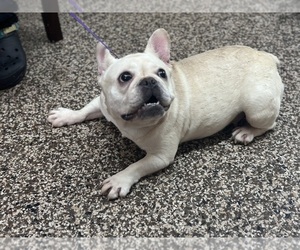 French Bulldog Puppy for sale in FAYETTEVILLE, NC, USA