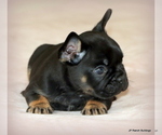 Small #3 French Bulldog