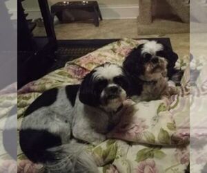 Shih Tzu Dogs for adoption in BROOKHAVEN, PA, USA