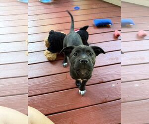American Staffordshire Terrier-Unknown Mix Dogs for adoption in Holly Springs, NC, USA