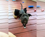 Small Photo #1 American Staffordshire Terrier-Unknown Mix Puppy For Sale in Holly Springs, NC, USA