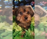 Small Photo #7 Yorkshire Terrier Puppy For Sale in AKRON, OH, USA