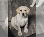 Small Photo #2 Labrador Retriever Puppy For Sale in ELIZABETH CITY, NC, USA