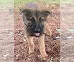 Small Photo #10 Malinois Puppy For Sale in GROVE, OK, USA