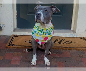 Staffordshire Bull Terrier Dogs for adoption in Ocala, FL, USA