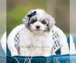 Puppy Toby Maltipoo (Miniature)