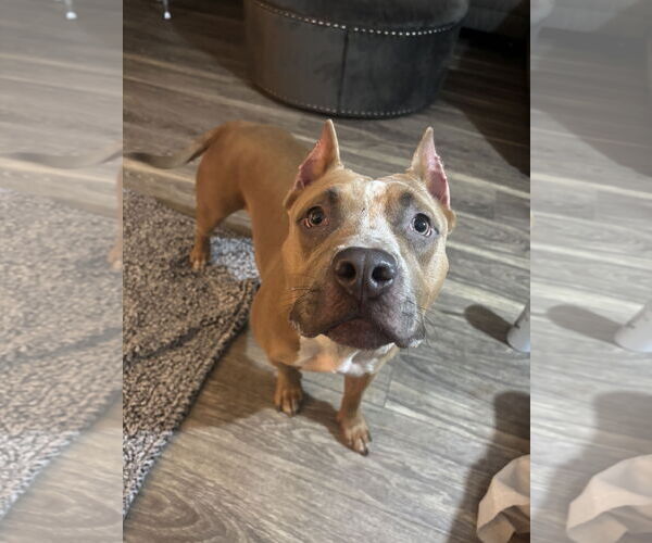 Medium Photo #5 American Pit Bull Terrier-Unknown Mix Puppy For Sale in Lockport, NY, USA