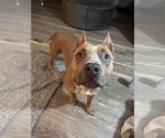 Small #4 American Pit Bull Terrier Mix