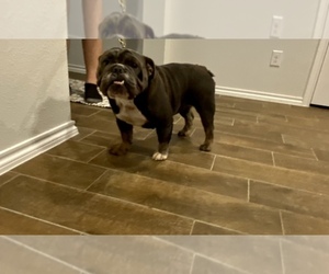 English Bulldog Puppy for sale in ROYSE CITY, TX, USA