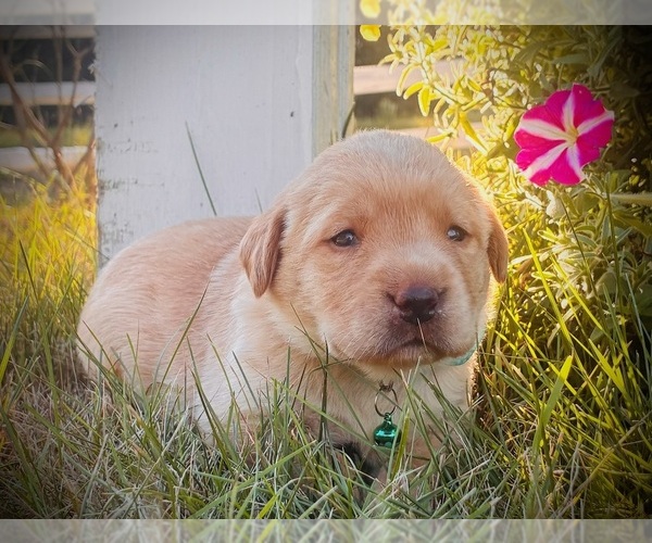 Medium Photo #1 Labrador Retriever Puppy For Sale in AUGUSTA, WI, USA