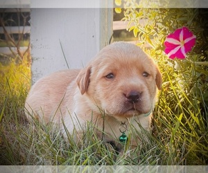 Labrador Retriever Puppy for Sale in AUGUSTA, Wisconsin USA