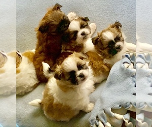 Shiranian Puppy for sale in LIVERMORE, CA, USA