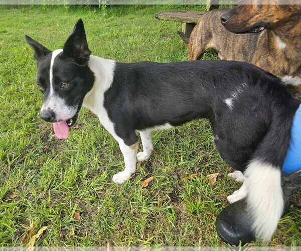 Medium Photo #5 Border Collie-Unknown Mix Puppy For Sale in Anniston, AL, USA