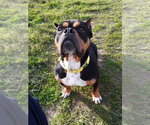 Small #2 Staffordshire Bull Terrier Mix