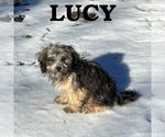Image preview for Ad Listing. Nickname: Lucy