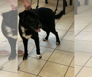 Labrador Retriever-Unknown Mix Dogs for adoption in Virginia Beach, VA, USA