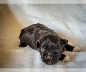 Havanese Puppy for Sale in ATHENS, Georgia USA