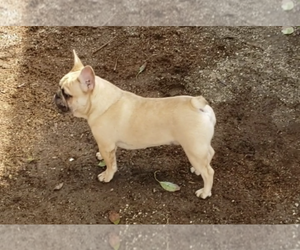 French Bulldog Puppy for sale in LOS ANGELES, CA, USA