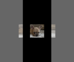 Small #5 French Bulldog