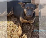 Small #1 German Shepherd Dog Mix