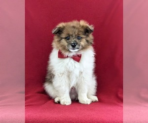 Pomeranian Puppy for sale in OXFORD, PA, USA