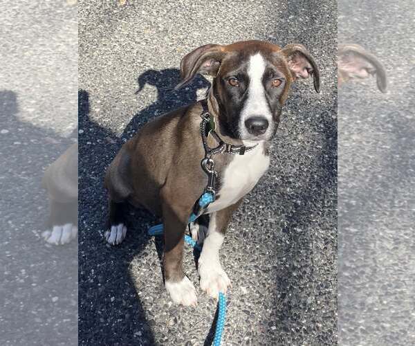 Medium Photo #8 Mutt Puppy For Sale in Mount Laurel, NJ, USA