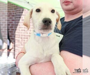 Labrador Retriever-Unknown Mix Dogs for adoption in Washington, DC, USA