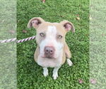 Small #4 American Pit Bull Terrier Mix