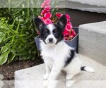Small Photo #2 Papillon Puppy For Sale in SEBRING, OH, USA
