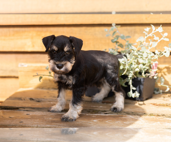 Medium Photo #4 Schnauzer (Miniature) Puppy For Sale in NAPPANEE, IN, USA