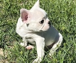 Small Photo #7 French Bulldog Puppy For Sale in AVON PARK, FL, USA