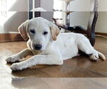 Small #2 Labrador Retriever Mix
