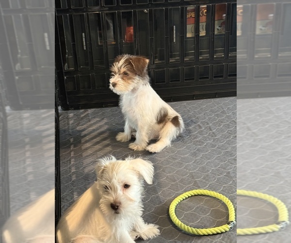 Medium Photo #12 Schnauzer (Miniature) Puppy For Sale in FLAT ROCK, AL, USA