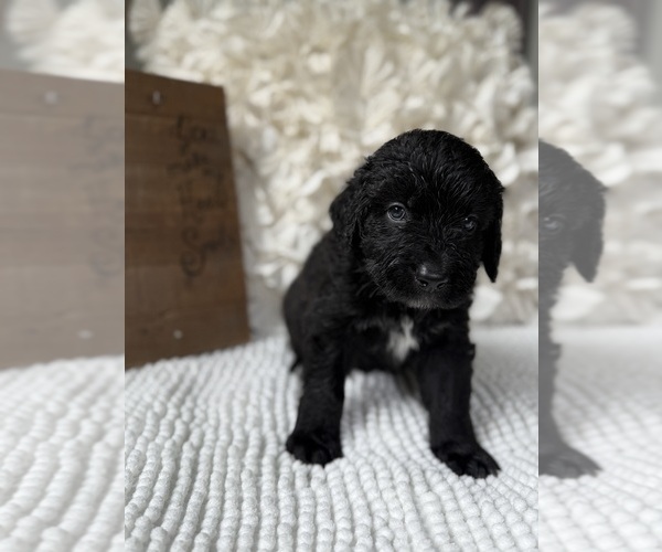 Medium Photo #7 Bernedoodle Puppy For Sale in BELMONT, NC, USA