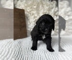 Small #6 Bernedoodle