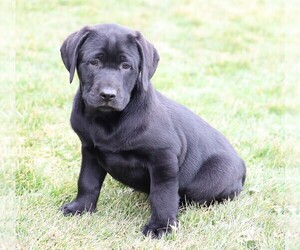 Labrador Retriever Puppy for sale in FREDERICKSBG, OH, USA