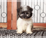 Small #2 Havanese
