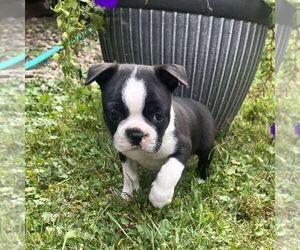 Boston Terrier Puppy for sale in ICKESBURG, PA, USA