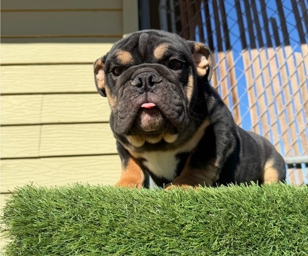 Medium Photo #1 English Bulldog Puppy For Sale in WEST HOLLYWOOD, CA, USA