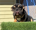 Small English Bulldog
