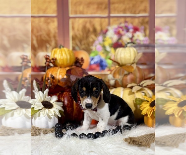 Medium Photo #1 Dachshund Puppy For Sale in RIPLEY, MS, USA