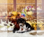 Image preview for Ad Listing. Nickname: Winston