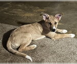 Small English Shepherd Mix
